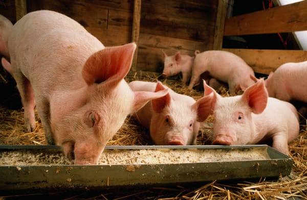 Is It Legal to Rescue Farm Animals From Cruelty?