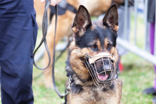 When Can a Police Dog Attack?