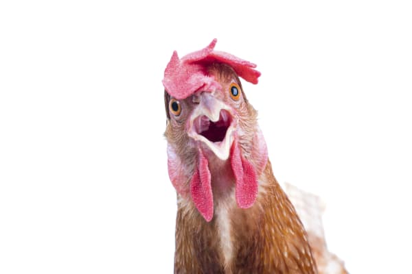 Diner Sues, Saying Boneless Chicken Wings Aren't Really Wings