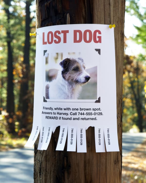 How to Get Your Dog Back From Someone (Including Your Ex)
