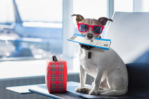 Traveling With Pets? 5 Laws You Should Know
