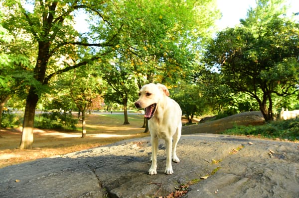 'Central Park Karen' Unironically Sues for Racial Discrimination