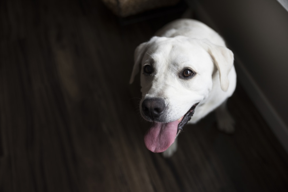 a white labrador-looking dog looking up at the camera with a grin and panting