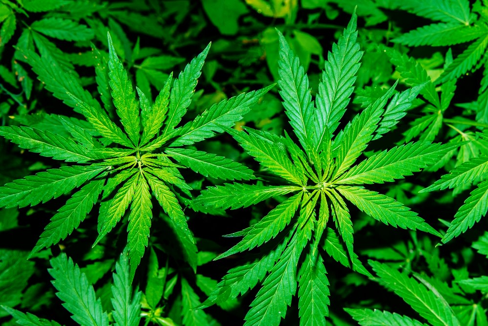 Fresh agricultural hemp grows in the countryside