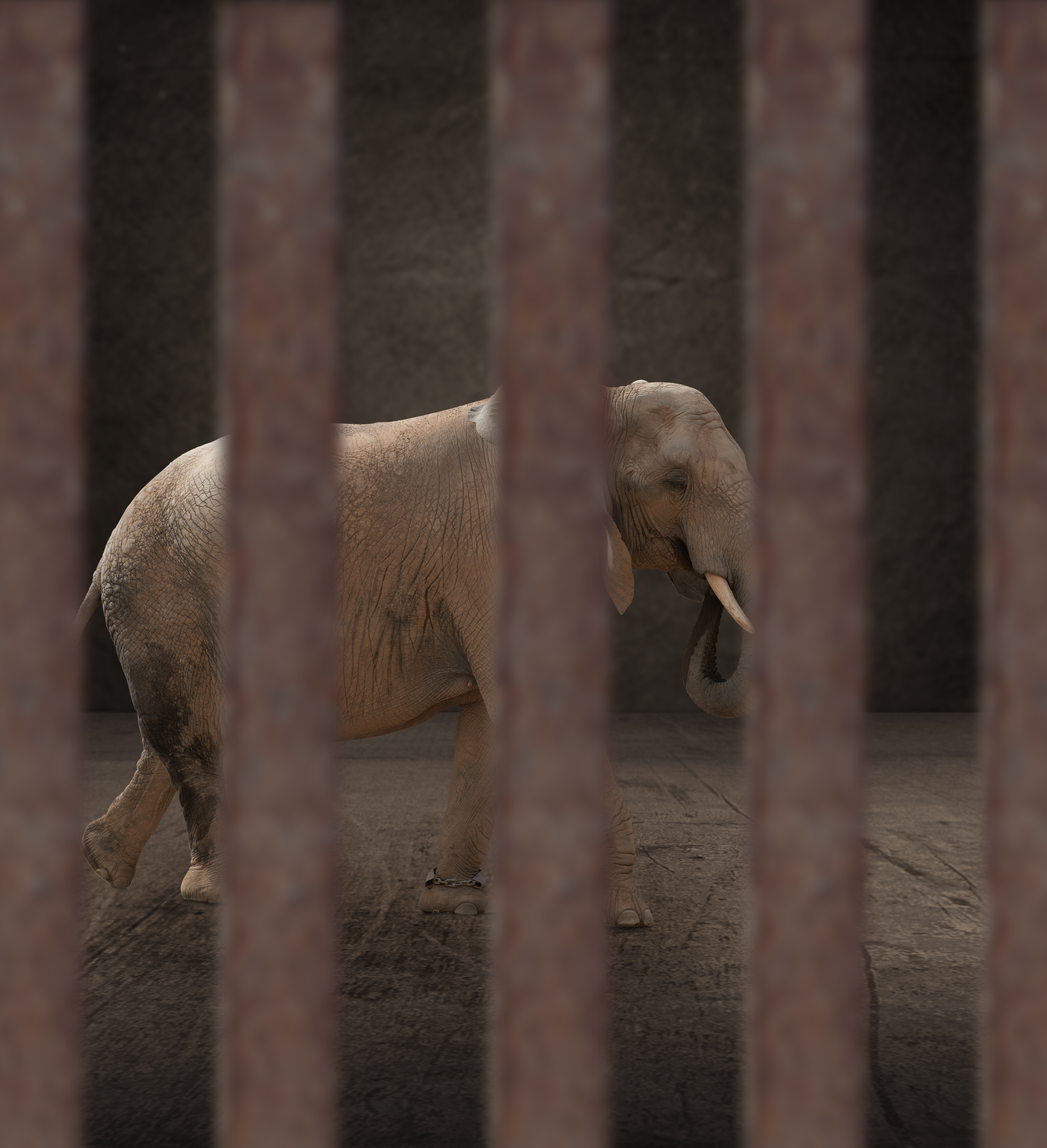 Is an Elephant a Individual?