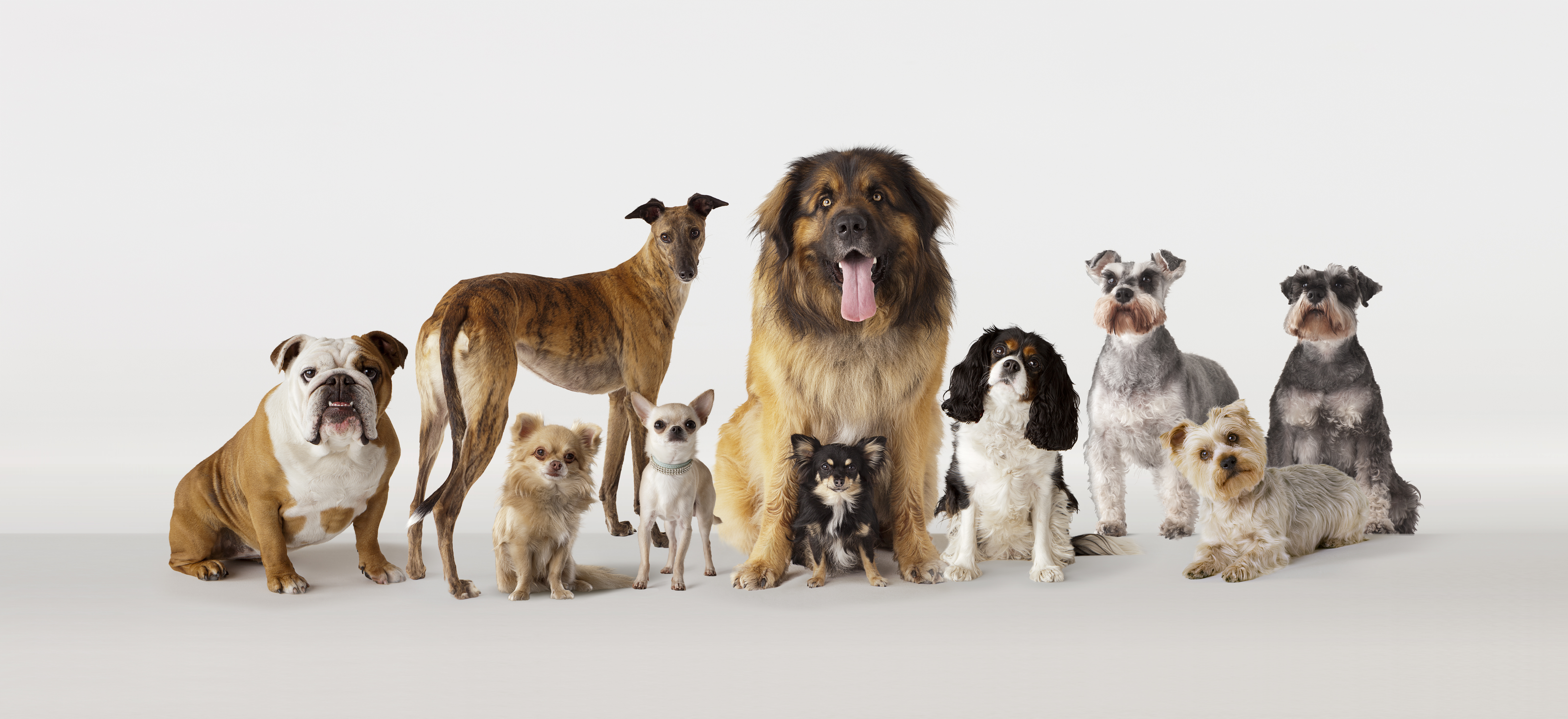 New Jersey Considers Courtroom-Appointed Attorneys for Pets