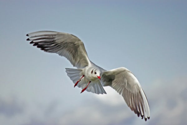 Seagull Steals Man's Burger, Man Kicks Seagull, Feds Fine Man $124