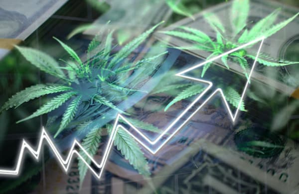 Even With Legalization, Illicit Pot Is Still a Problem