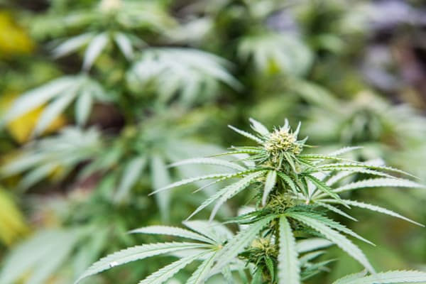 3 More States Legalize Marijuana at Midterms