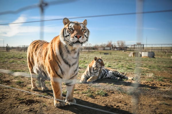 It's the 10th Circuit's Turn to Deal with 'Tiger King' Joe Exotic