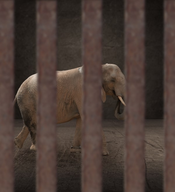 Irrelevant Elephants? Colorado Supreme Court Rules Against Elephantidae Personhood.