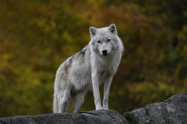 Wolf Conservationists Win Big Appeal