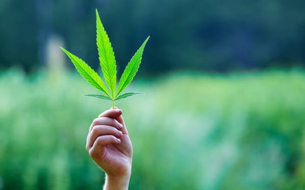 10th Circuit: Marijuana Businesses Still Required to Follow Federal Wage Laws