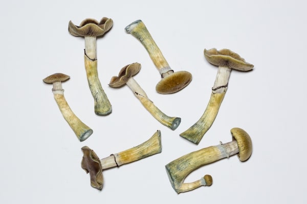 Voters Decriminalize Harder Drugs Than Just Pot
