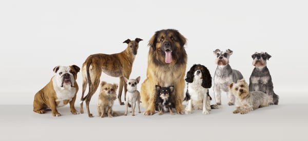 Pet Adoption Scams on the Rise