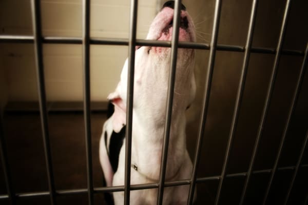 Some Illinois Lawmakers Think Abused Animals Should Have Lawyers