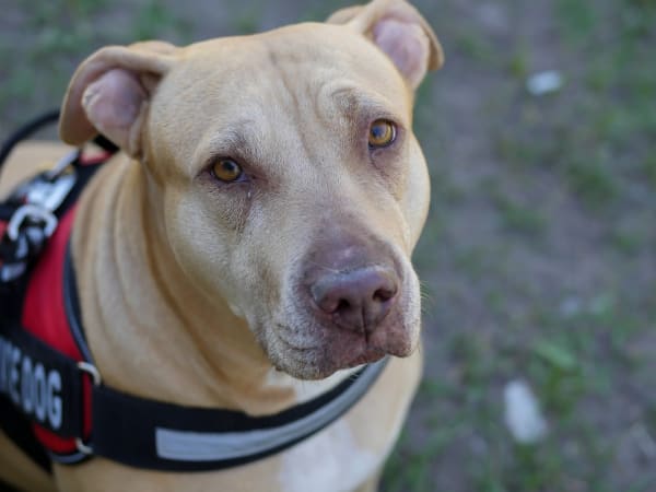 Blood Bank in the Doghouse Over Service Dog Discrimination