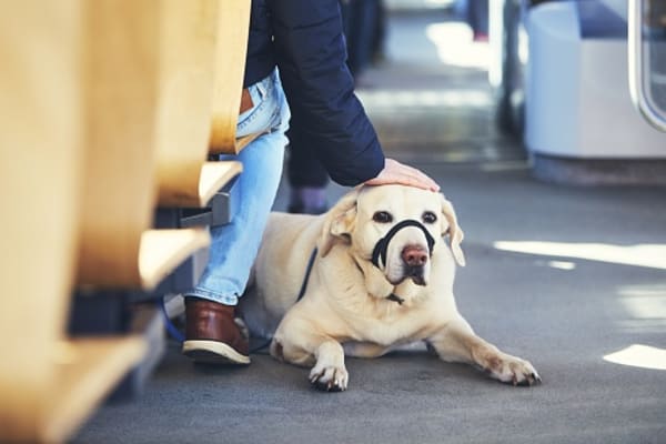 Small Business Pet Policies