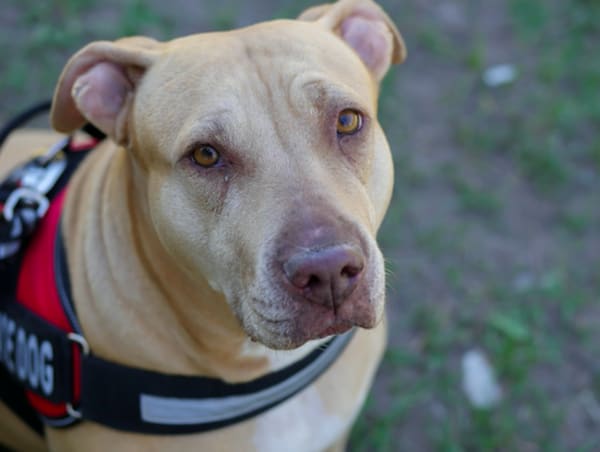 Is It Legal to Ask for Service Dog Papers?