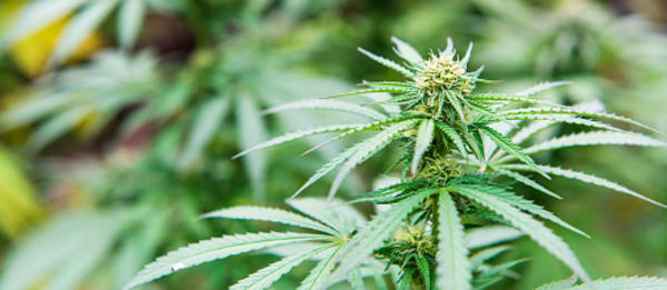 Marijuana Startups: What to Know About Tax Section 280E