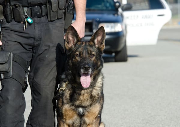 Minnesota Supreme Court Waives Sovereign Immunity for Police Dogs
