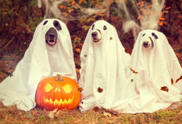 Halloween Night Has Most Vandalism of the Year