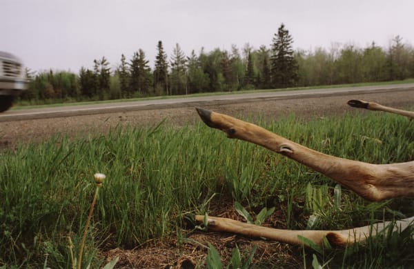 Wyoming Says Yes to Roadkill Dining