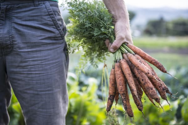 Is it Legal To Sell Plants and Produce From Home?