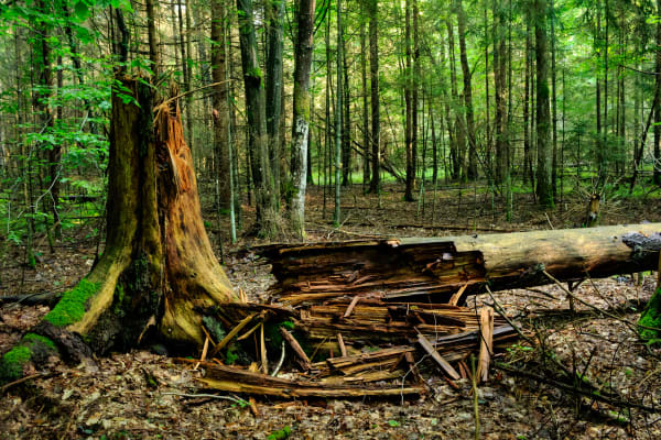 Falling Tree Kills 11-Year-Old Girl Scout