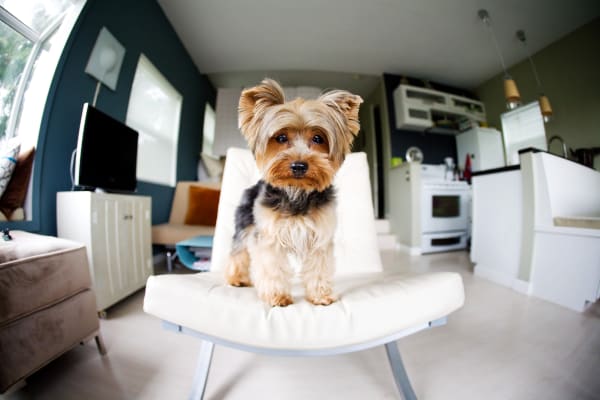 Are Non-Refundable Pet Deposits Legal?