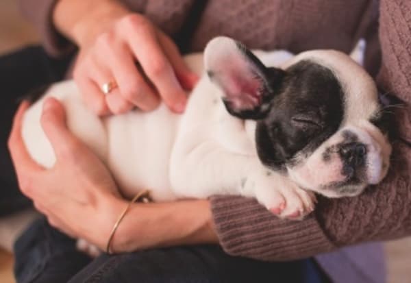 Should Your Business Offer 'Pawternity Leave'?