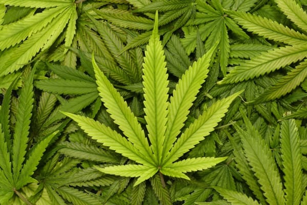 Court: Marijuana Businesses Can File for Bankruptcy, Too