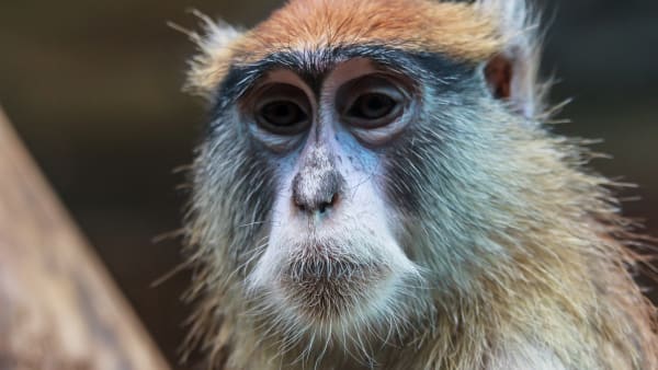 What Happens When Your Emotional Support Animal is Labeled 'Inherently Dangerous'?