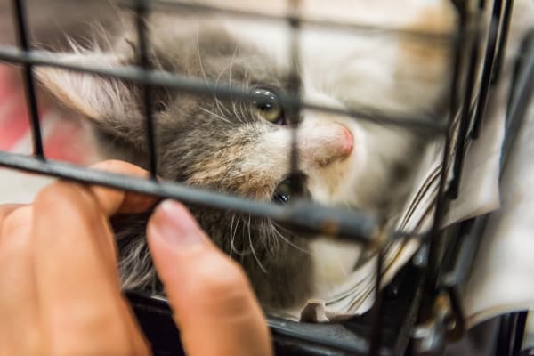 Roundup: Pet Adoption Laws You Should Know
