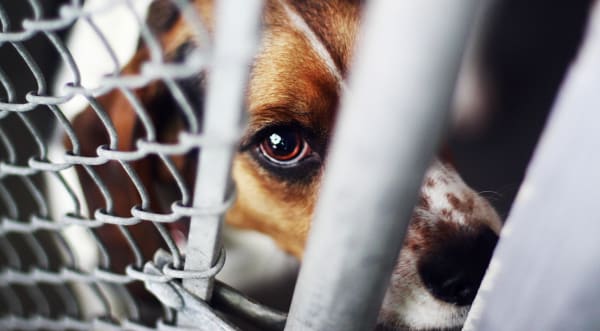3 Laws Hoping to Protect Family Pets and Animal Welfare