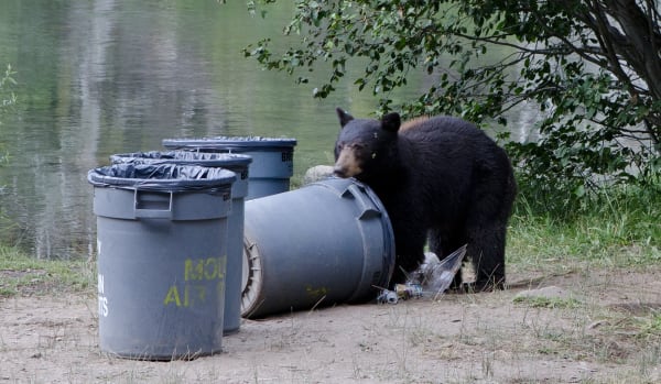 Can You Stop Neighbors From Feeding Dangerous Wild Animals?