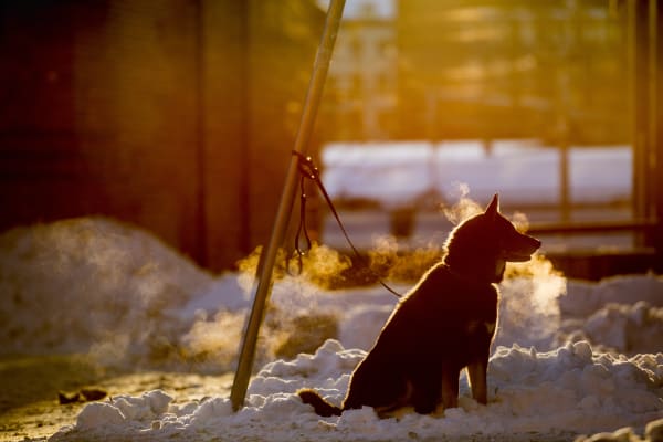 'Pandemic Pets' Being Adopted, Neglected, and Surrendered