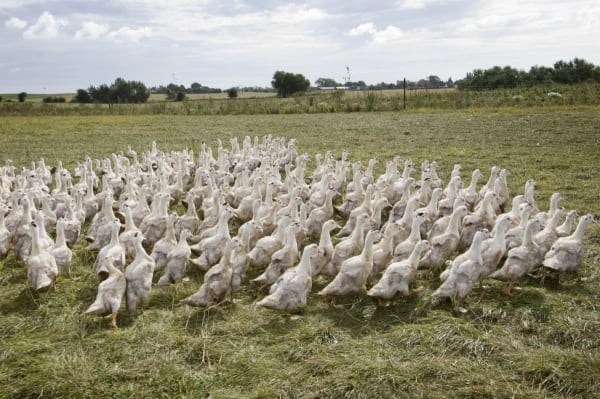 Farmers Sue Over NYC's Impending Foie Gras Ban