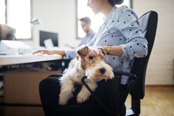 Can I Bring My Pet to Work?