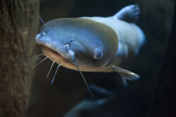 Noodling: How To Hand Fish Legally