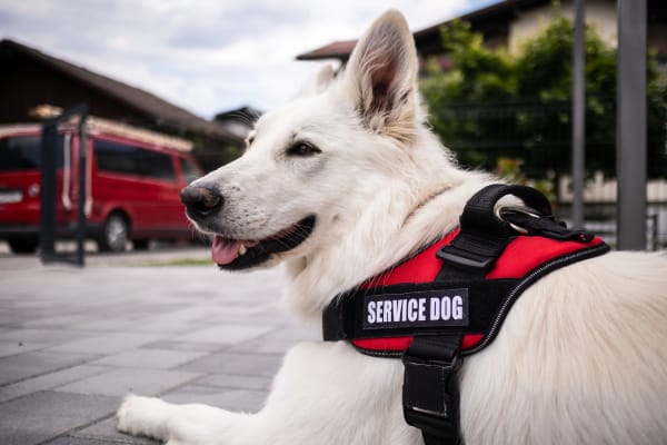 Faux Paws, Mo' Laws: Texas Tightens Service Animal Fraud Penalties