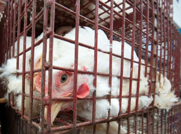 Chicken Companies Probed in Federal Investigation Over Child Labor Claims