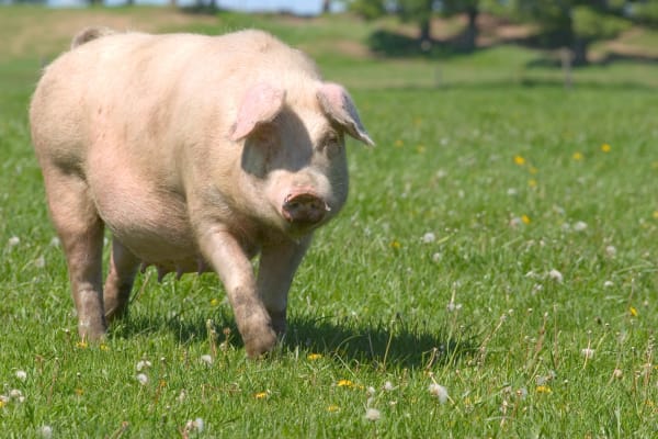 Aurora's Long Nightmare is Finally Over. Fred the Fugitive Pig Has Been Captured.