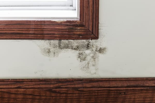 When Mold and Mildew Make for Uninhabitable Homes