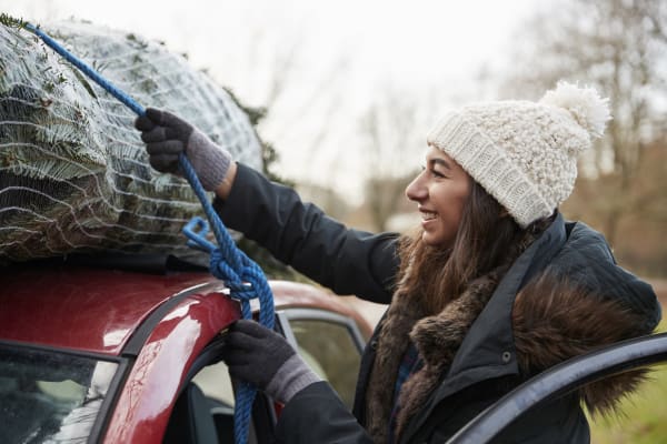 Is It Illegal to Strap a Christmas Tree to Your Car?