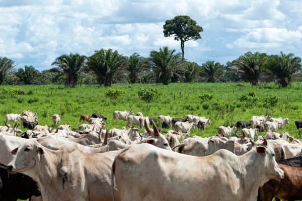 New York Sues Meat Company JBS for Making Green from 'Greenwashing'