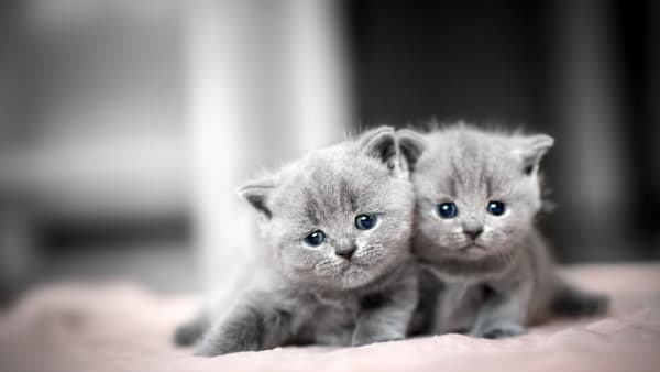 Attorney Loses Job After Buying 'Flea-ridden Kittens' From Client and Overreacting