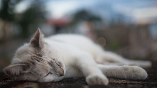 No Kitten, Feds Land in Cat-astrophe for Removing Puerto Rico's Famous Strays