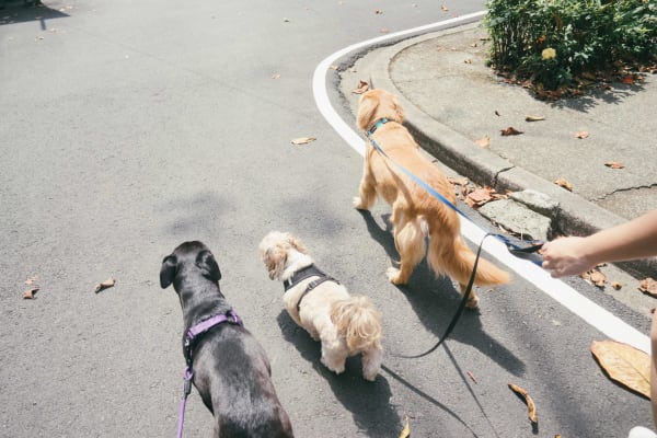Pet Sitting Unleashes Potential Liability