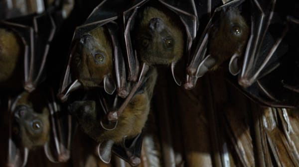 Houston Couple Rents Bat-Infested Home, Undergoes Horror Movie Experience